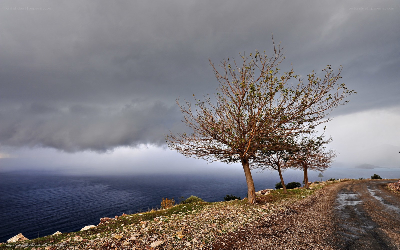 Stormy coast with lone tree