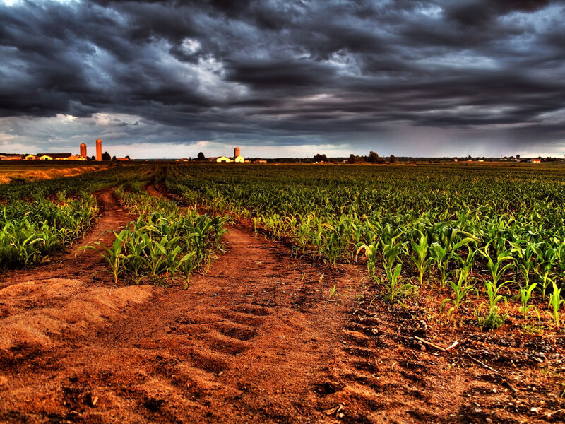 Stormy Cornfield at Dusk