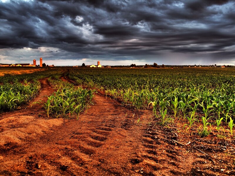 Stormy Cornfield at Dusk