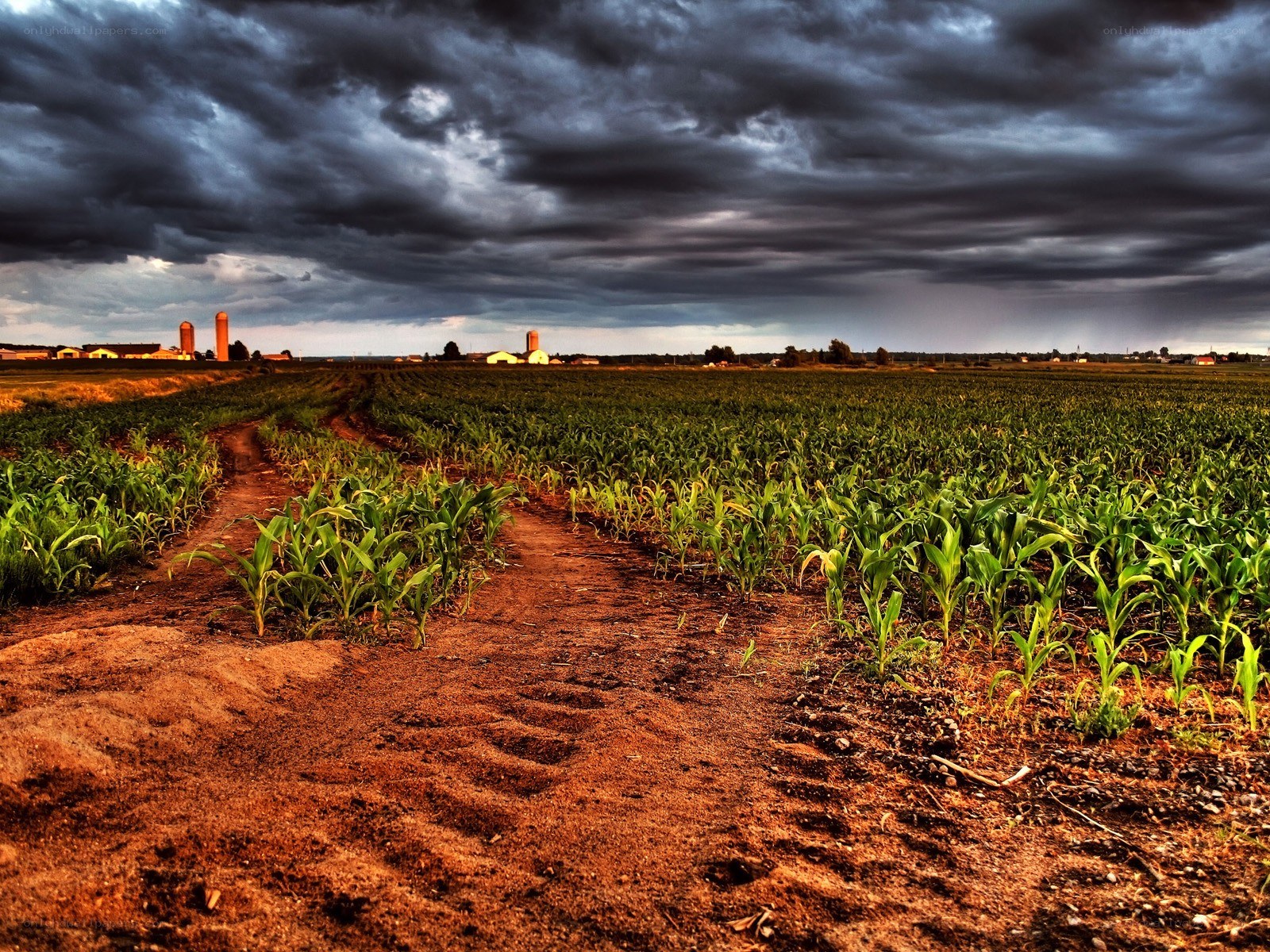 Stormy Cornfield at Dusk
