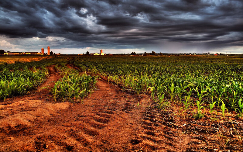 Stormy Cornfield Path