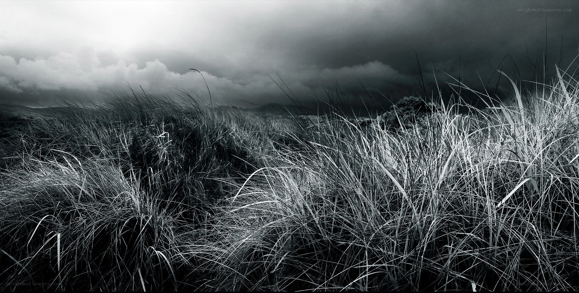 Stormy dunes with tall grass