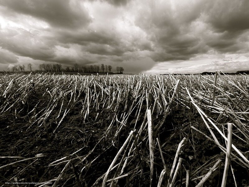 Stormy Field After Harvest