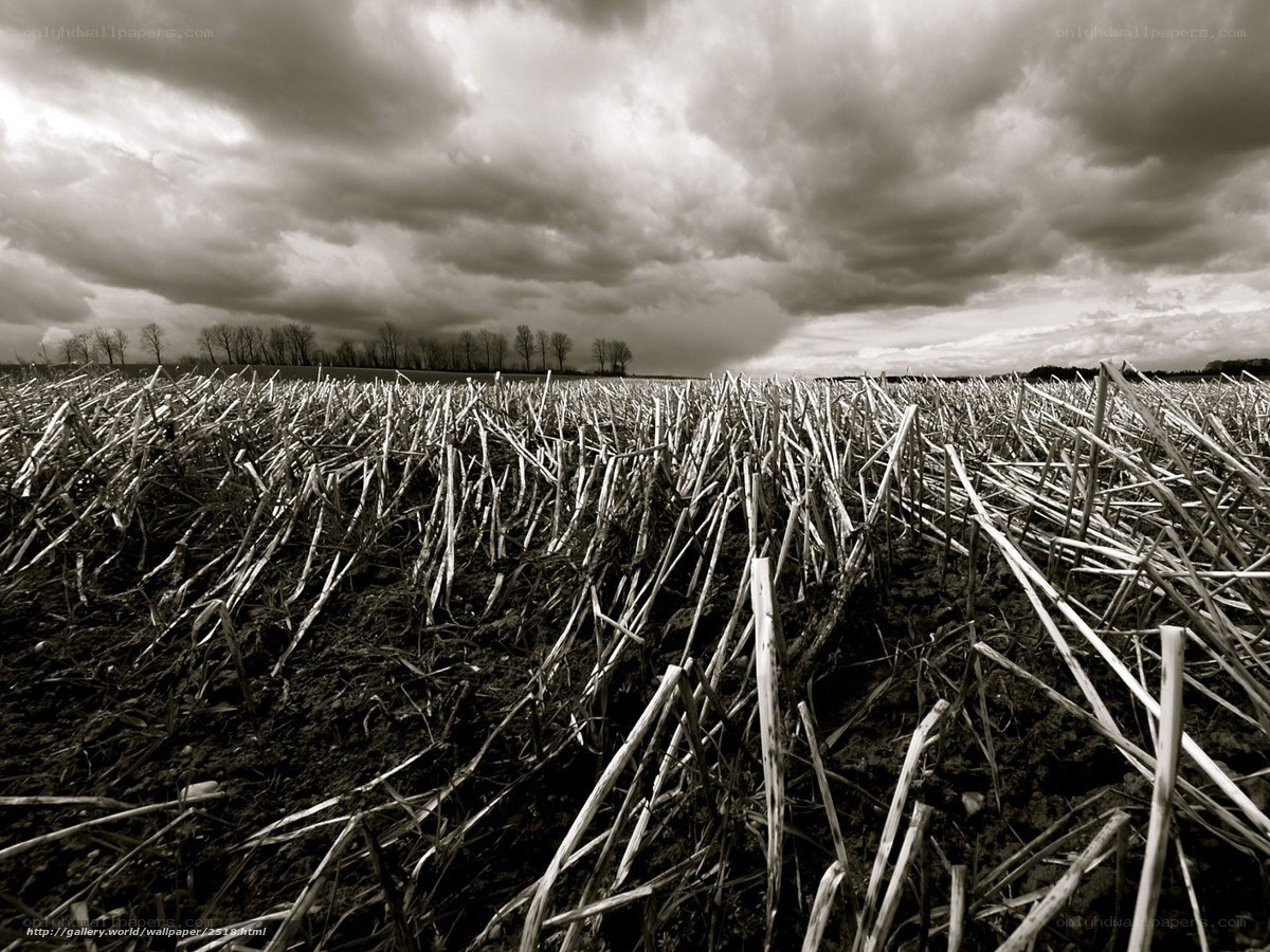 Stormy Field After Harvest