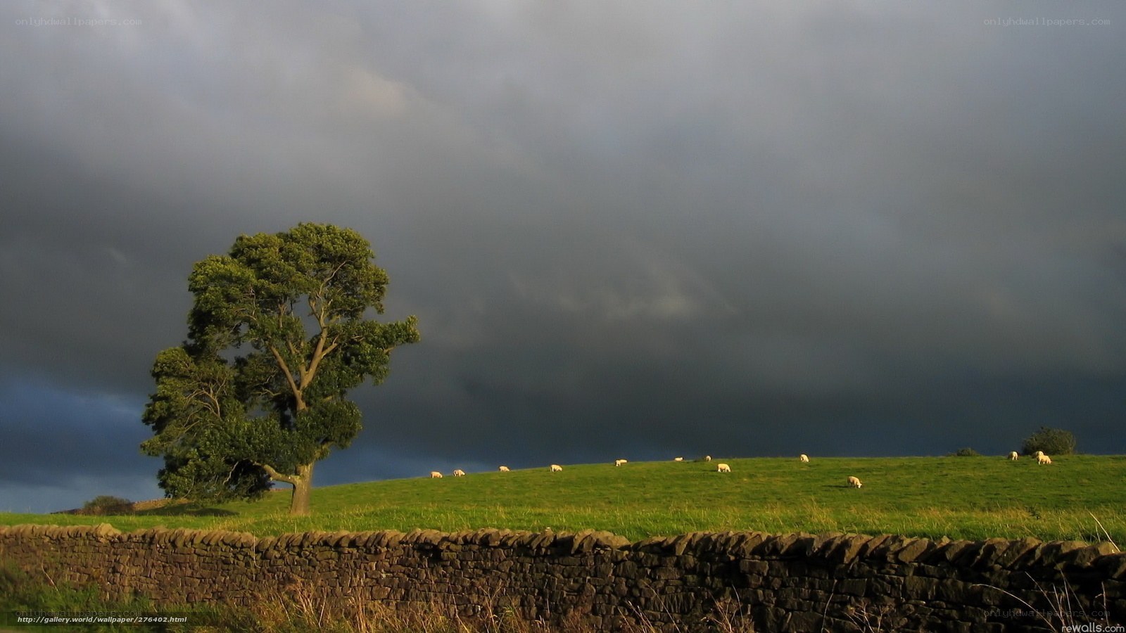 Stormy field with lone tree