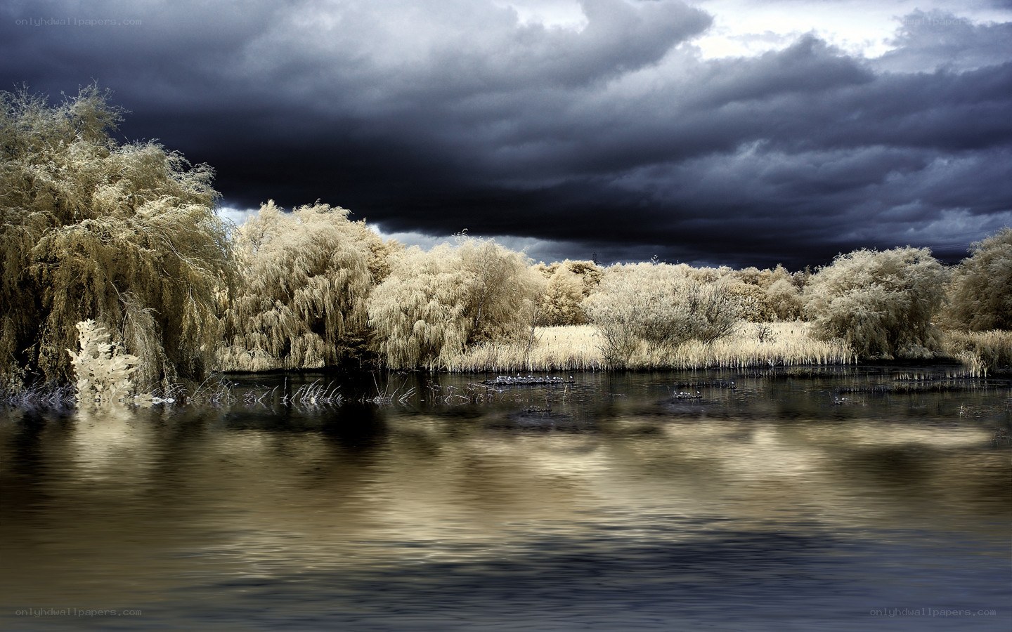 Stormy lake with infrared trees