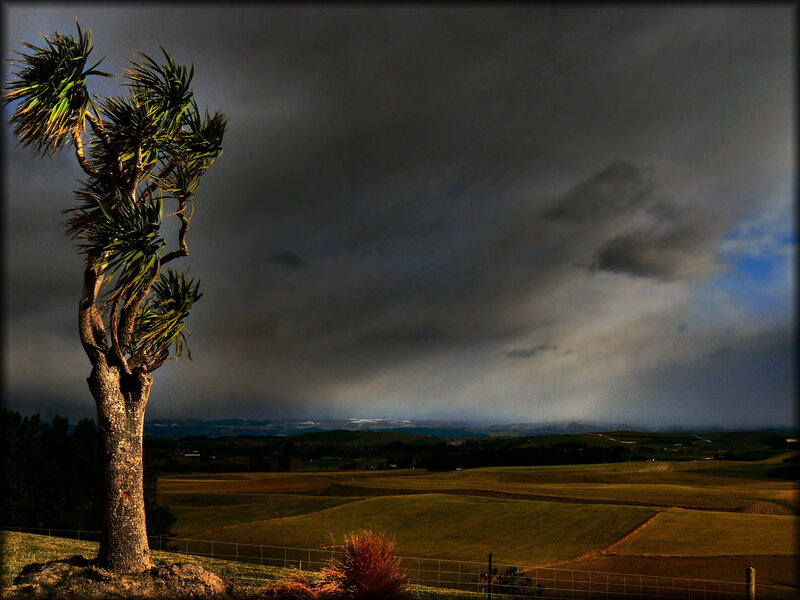Stormy landscape with lone tree