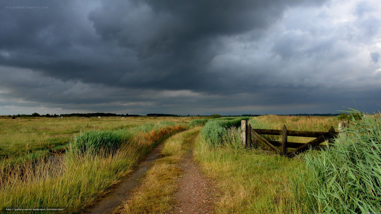 Stormy path through a marsh
