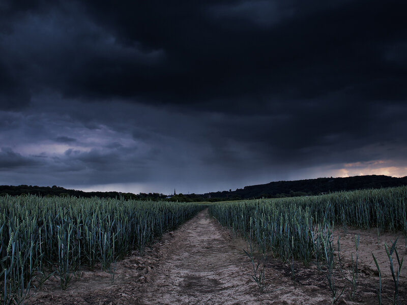 Stormy path through a wheat field