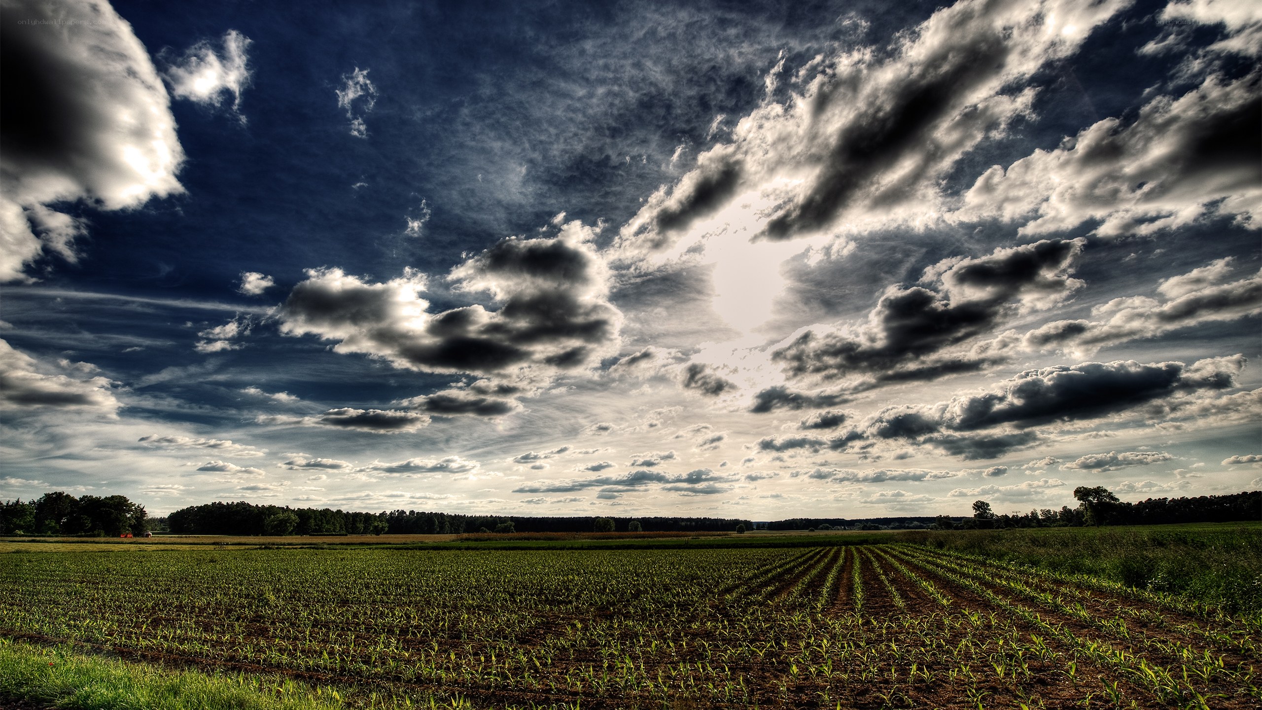 Stormy sky over a cornfield