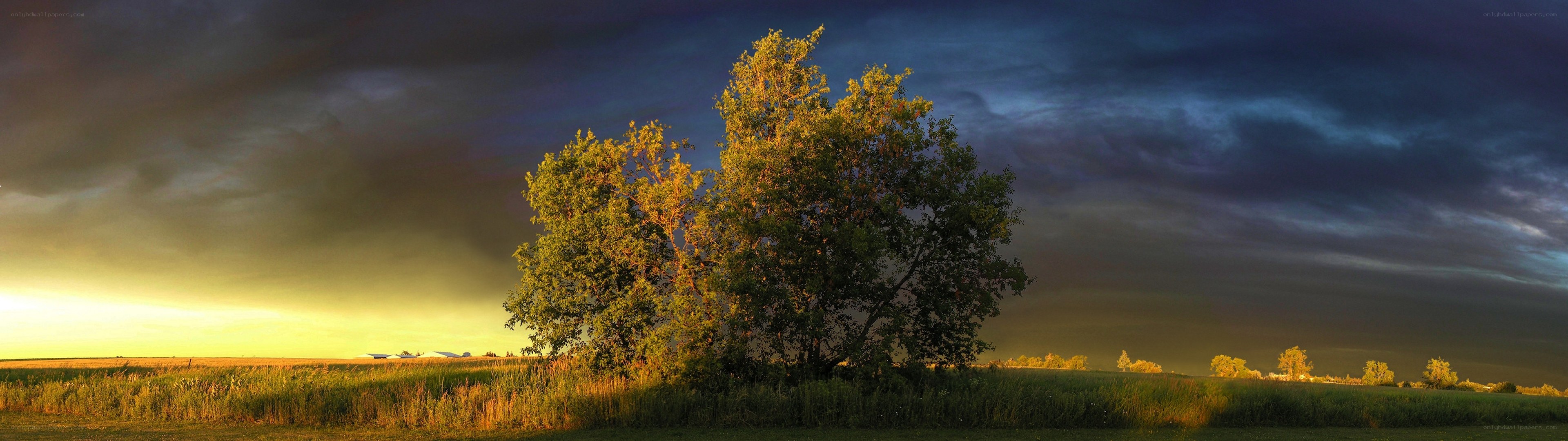 Stormy sky over a lone tree