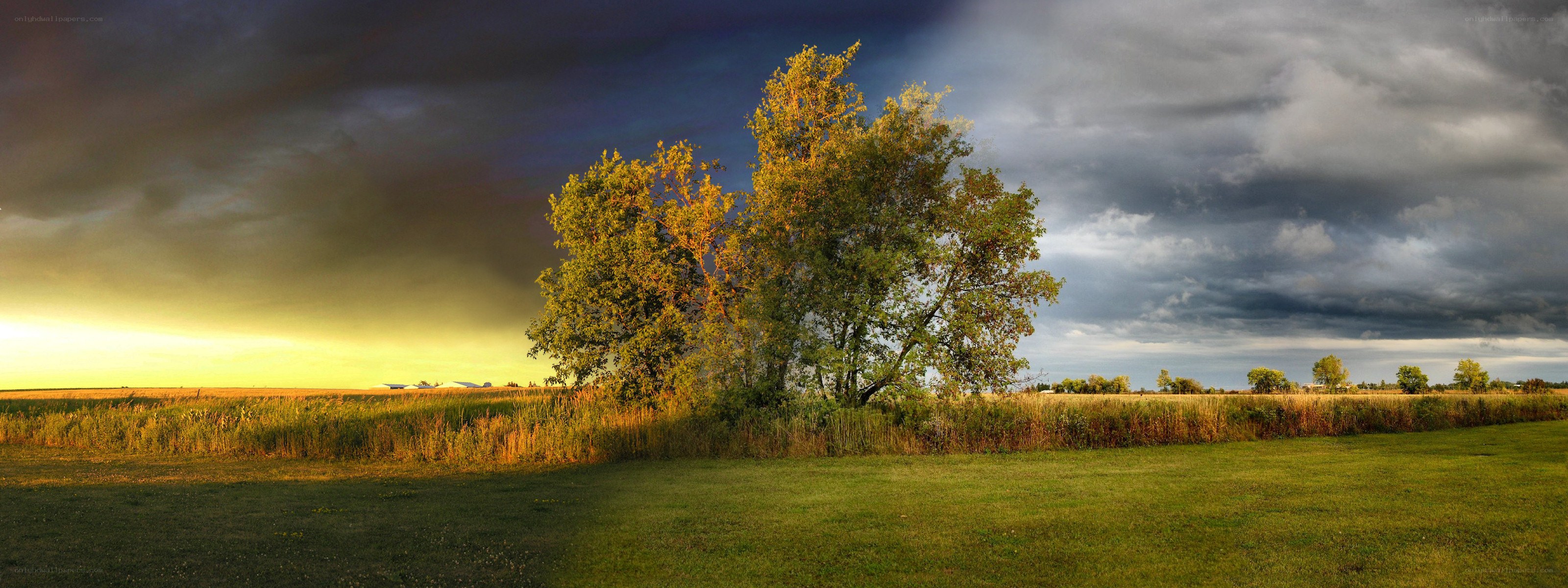 Stormy sky over a lone tree