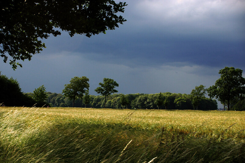 Stormy sky over a wheat field