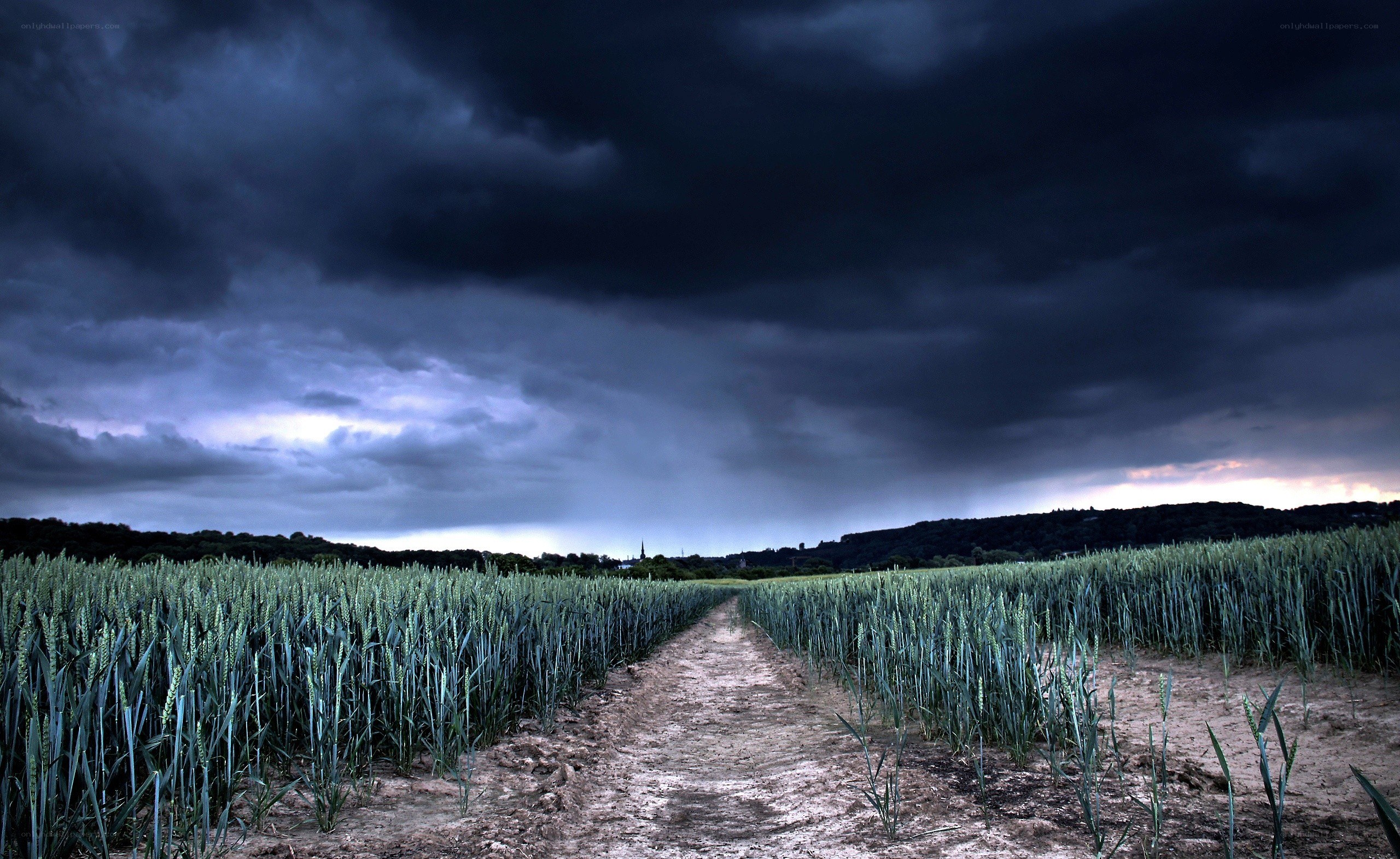 Stormy sky over a wheat field