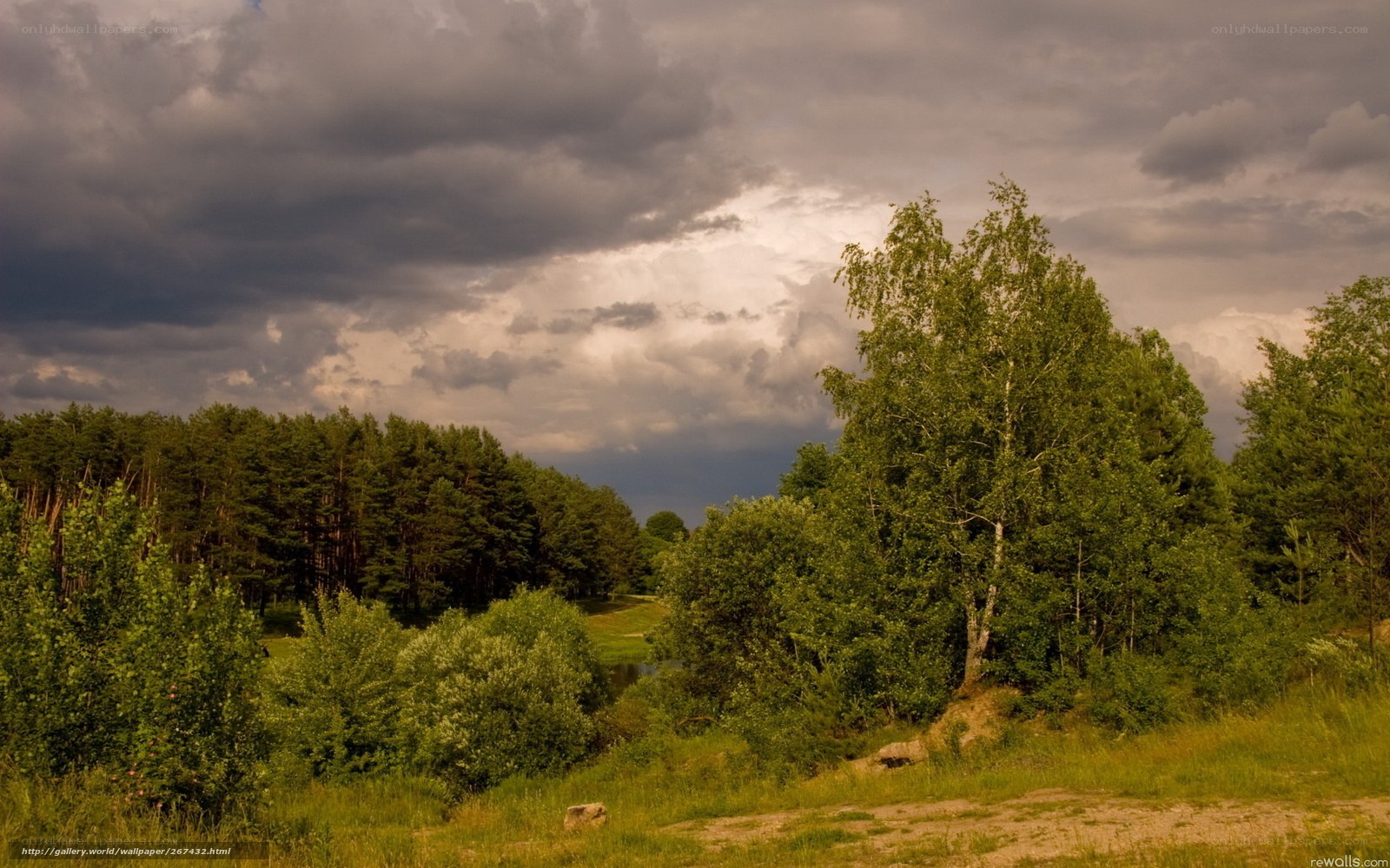 Stormy sky over forest landscape