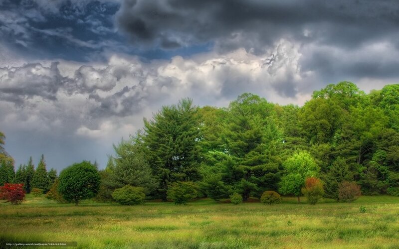 Stormy Sky Over Green Forest