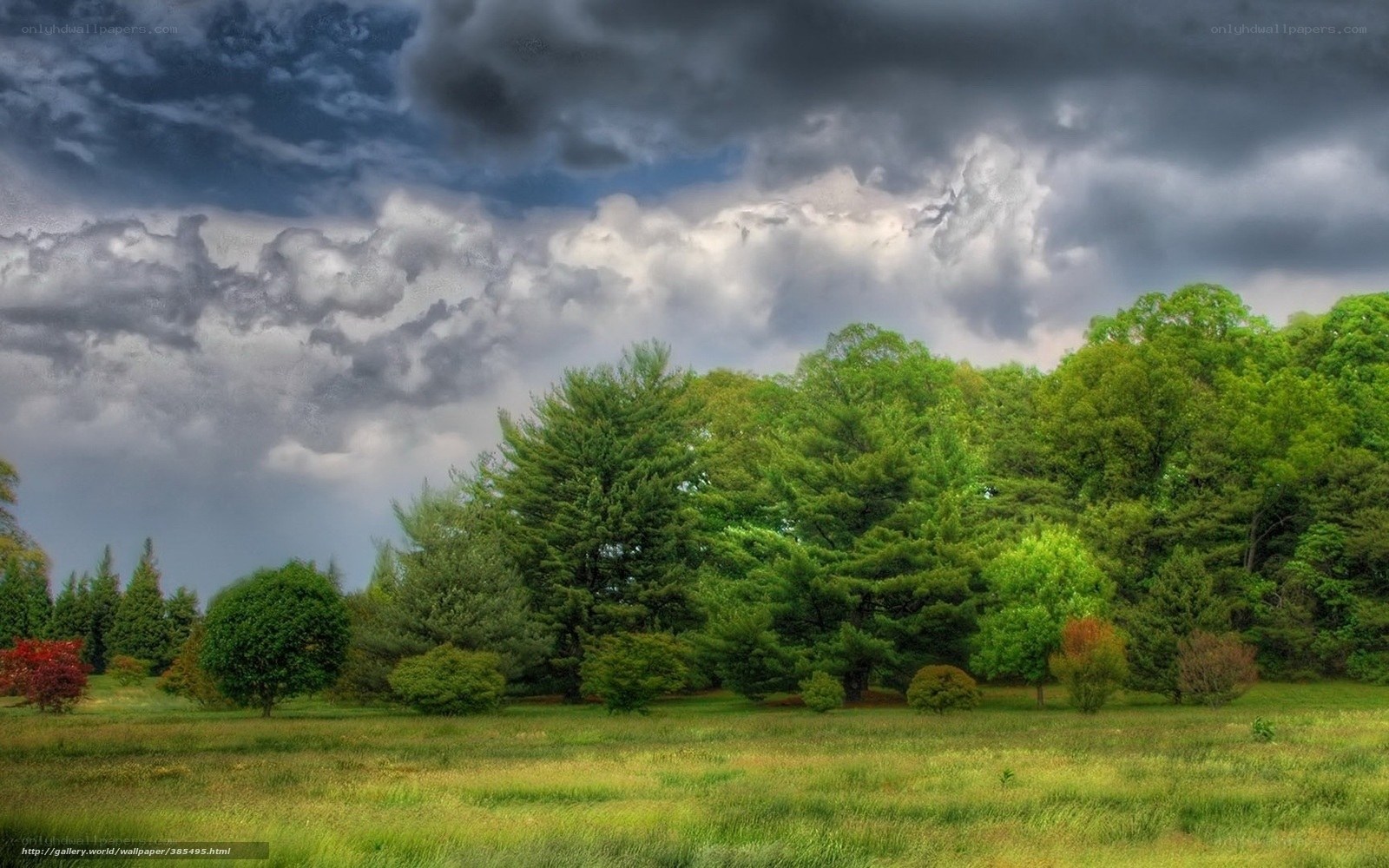 Stormy Sky Over Green Forest
