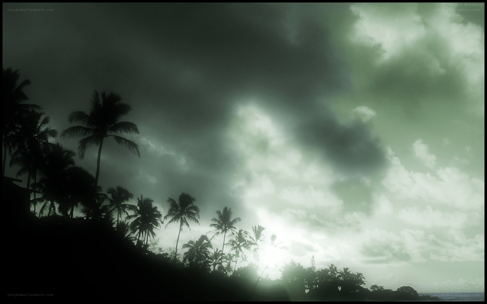 Stormy sky over palm trees