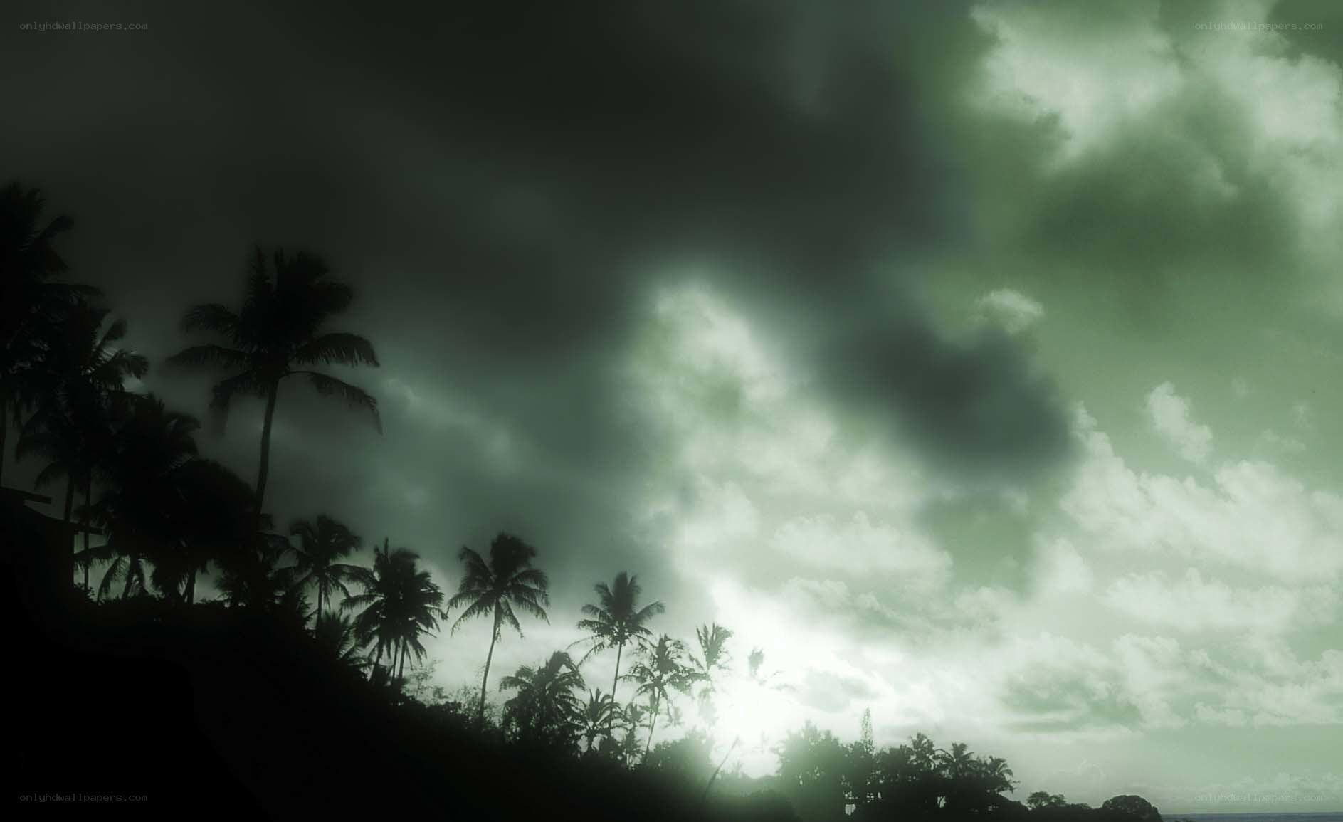 Stormy sky over palm trees