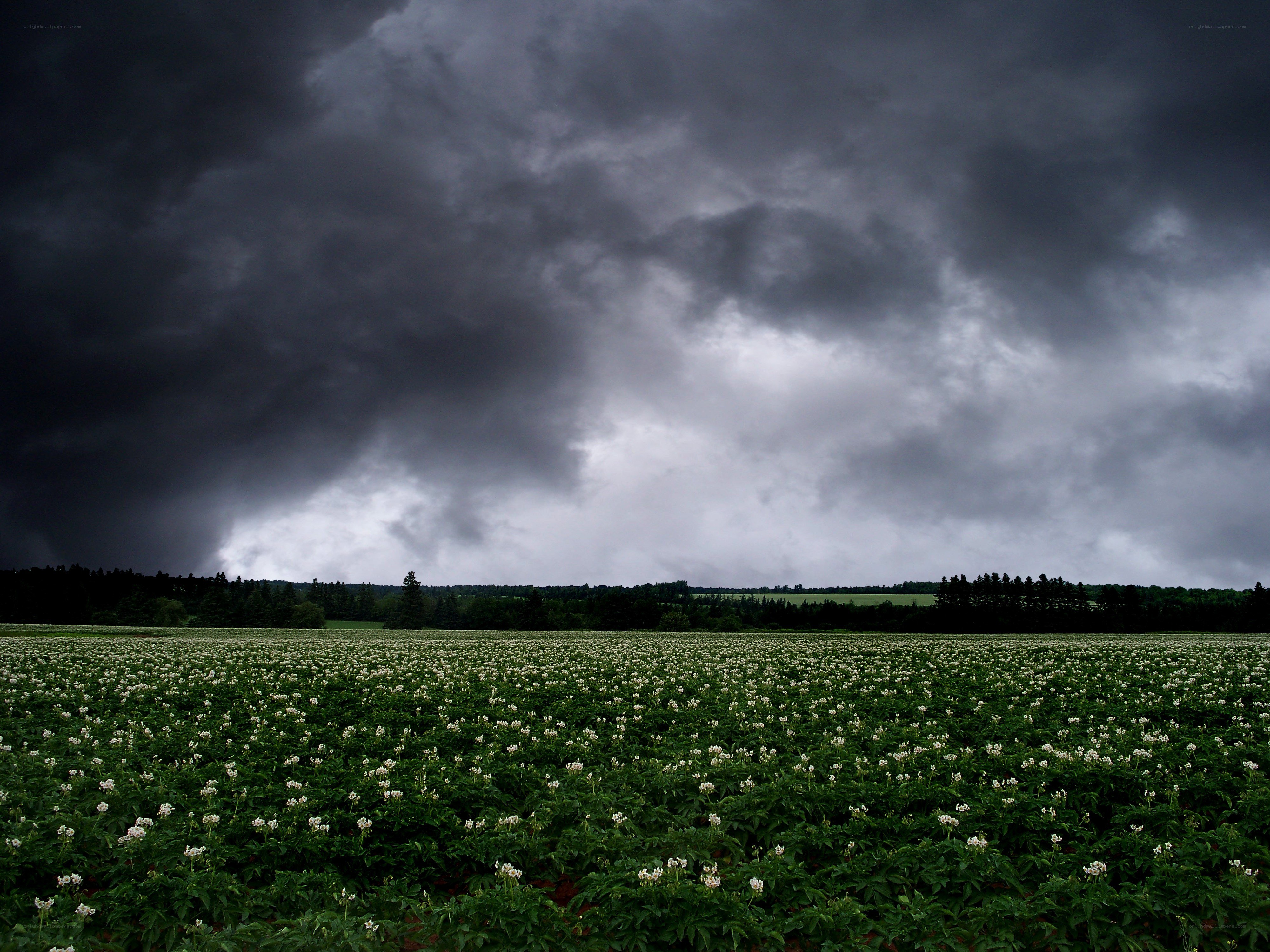Stormy sky over potato field