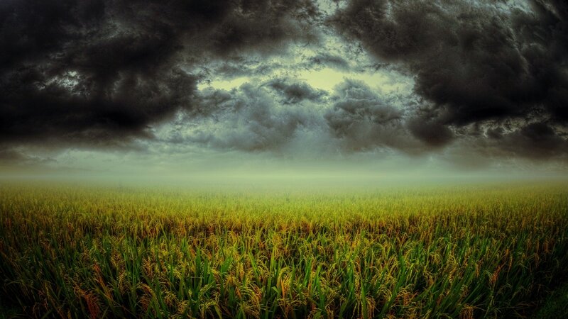 Stormy sky over rice field