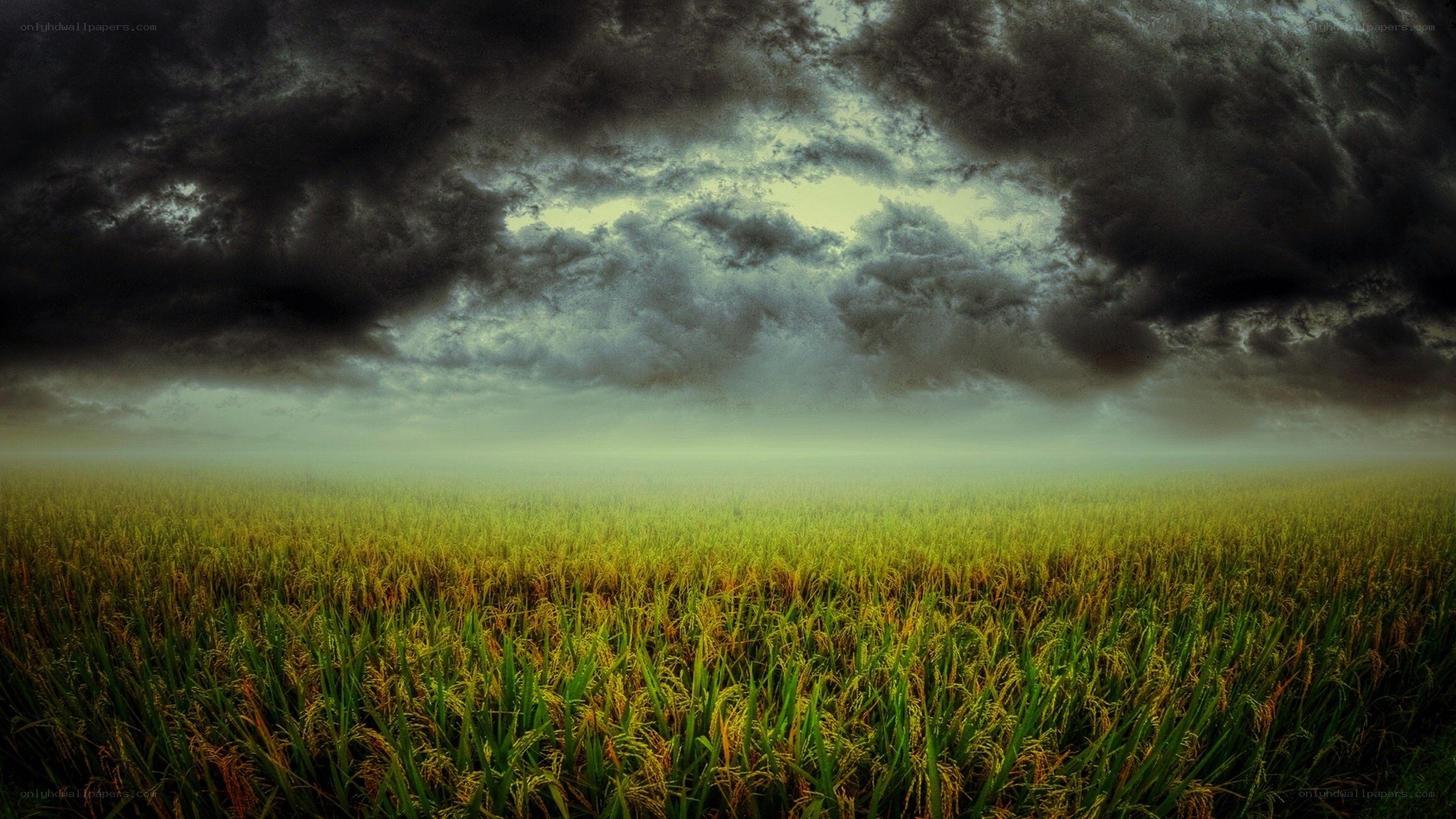 Stormy sky over rice field