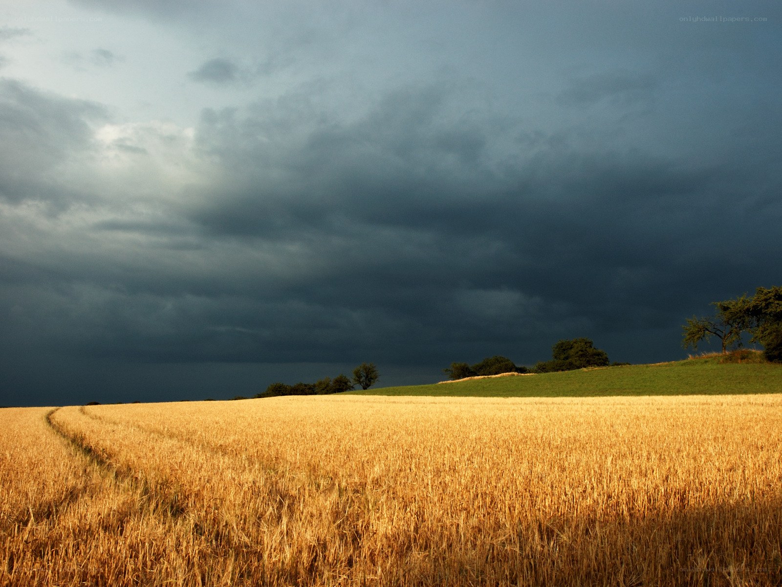 Stormy sky over wheat field