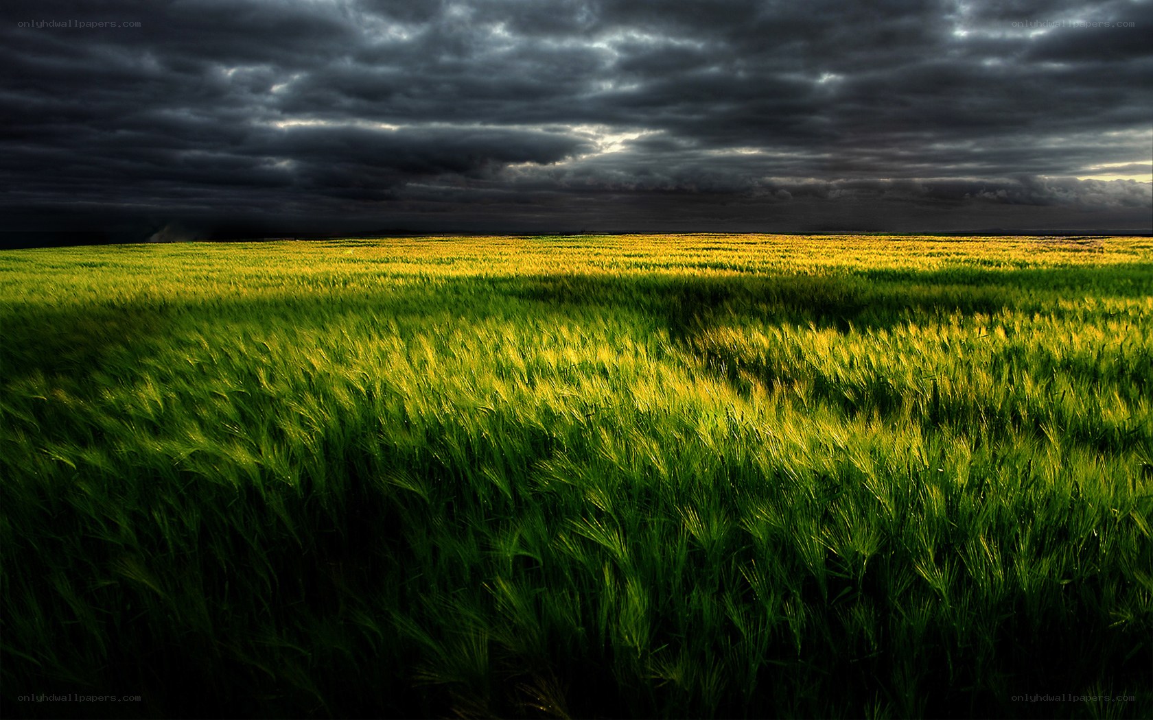 Stormy sky over wheat field