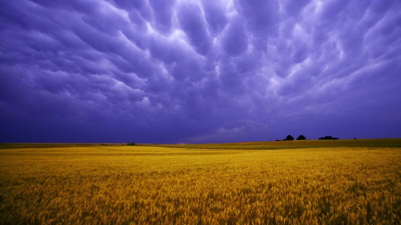 Stormy sky over wheat field