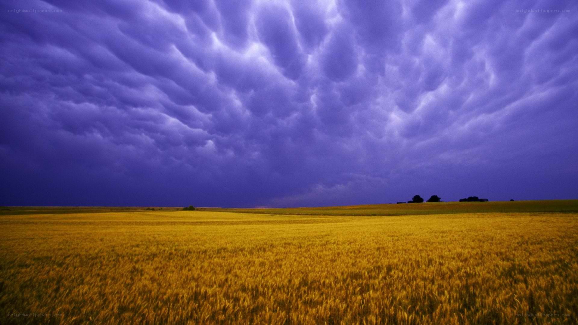 Stormy sky over wheat field