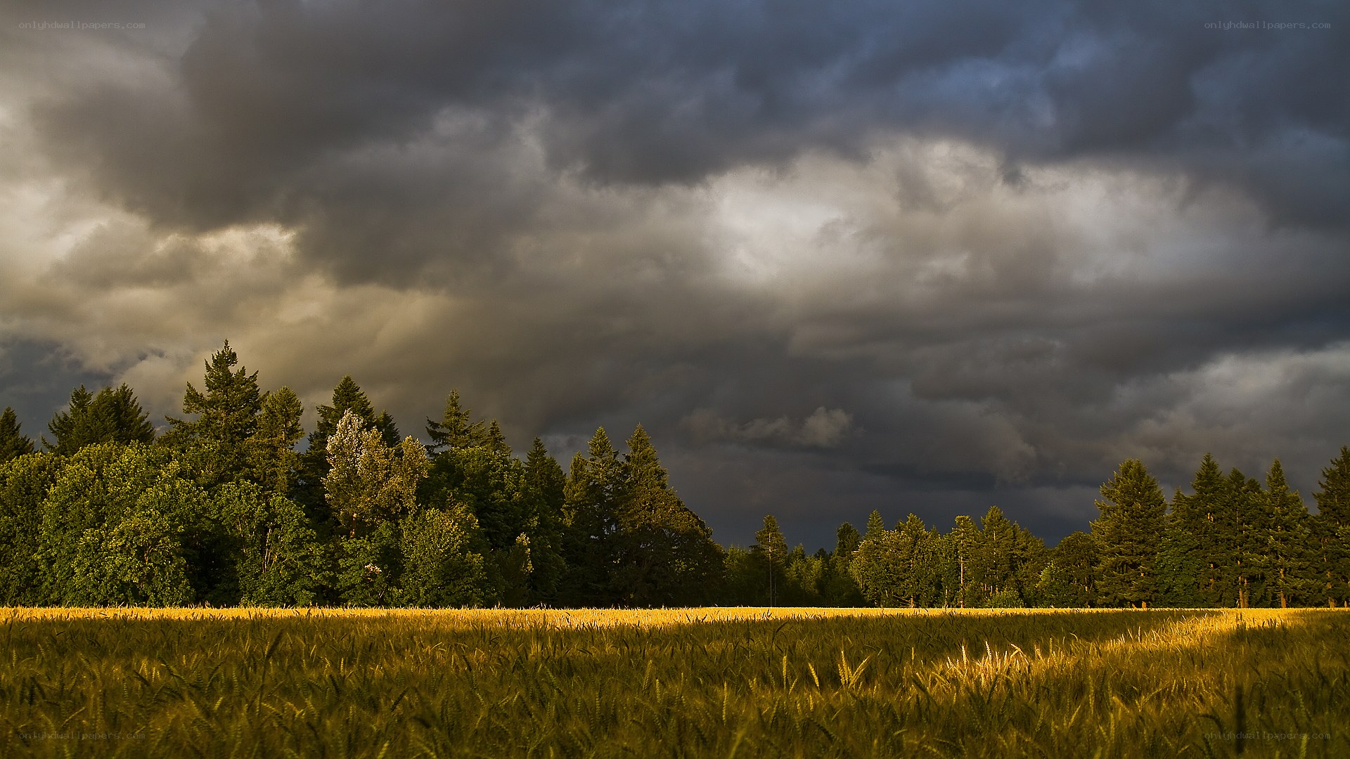 Stormy sky over wheat field