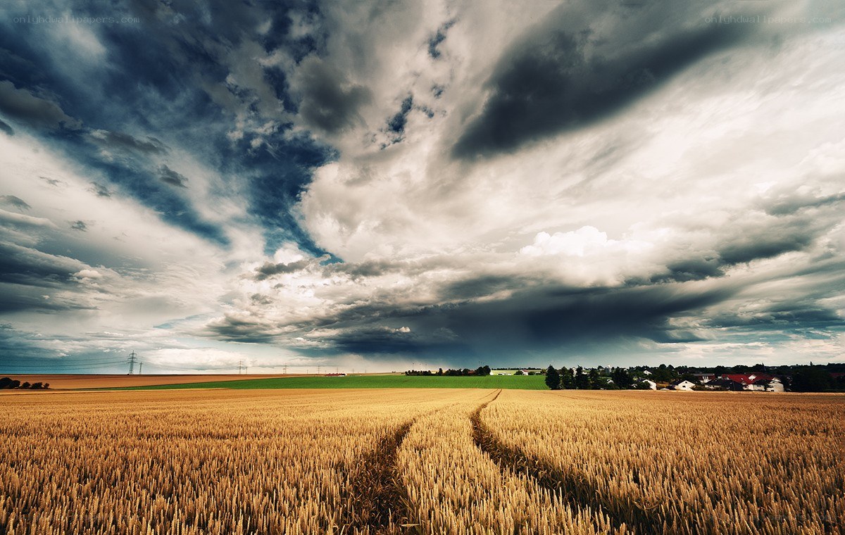 Stormy sky over wheat field