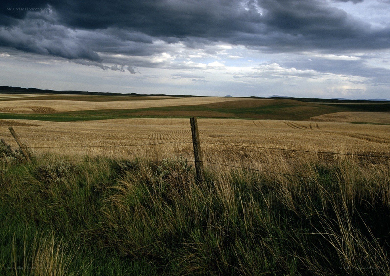 Stormy sky over wheat fields