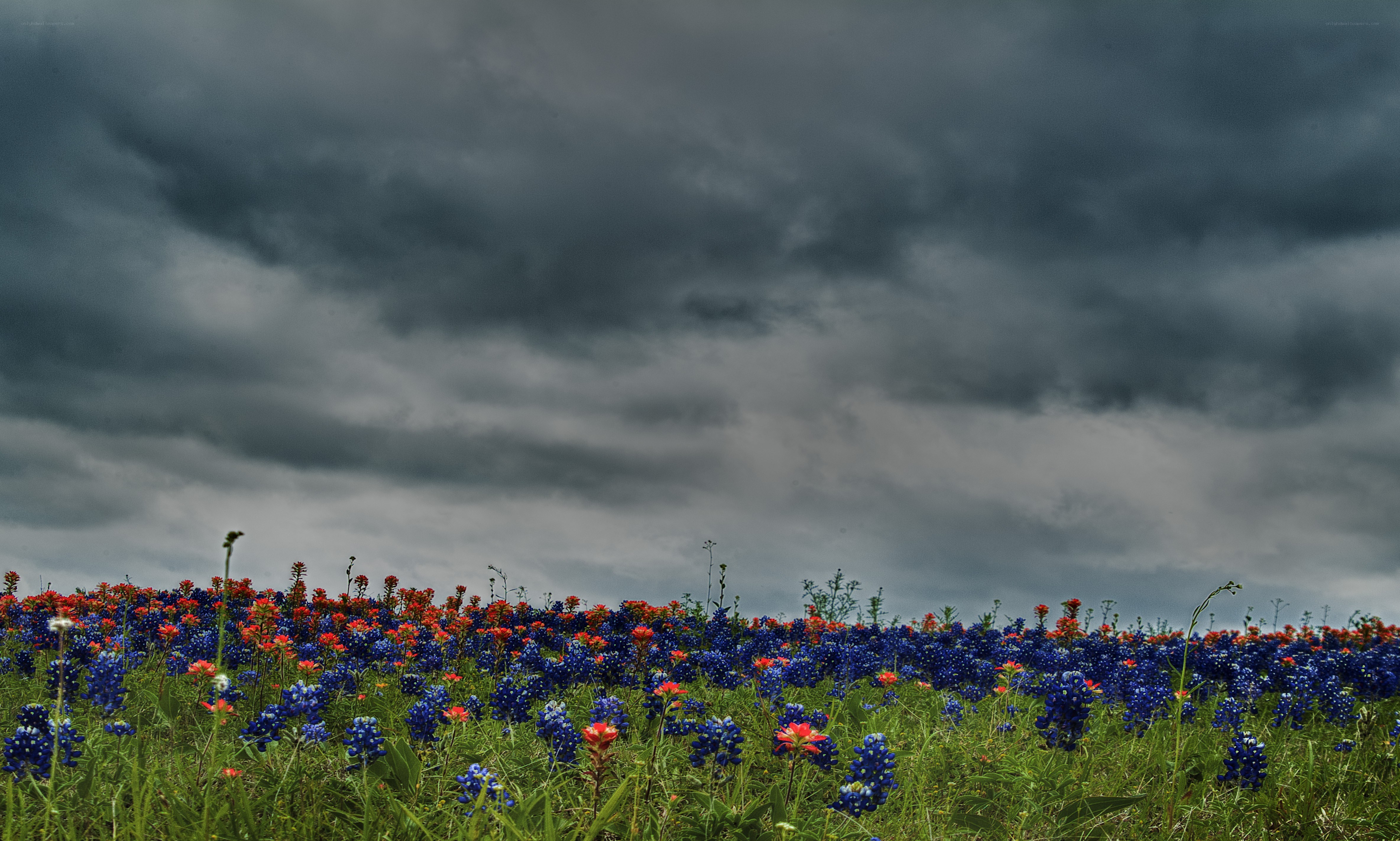 Stormy sky over wildflowers