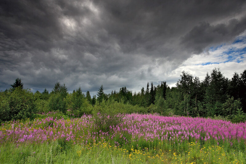Stormy sky over wildflowers