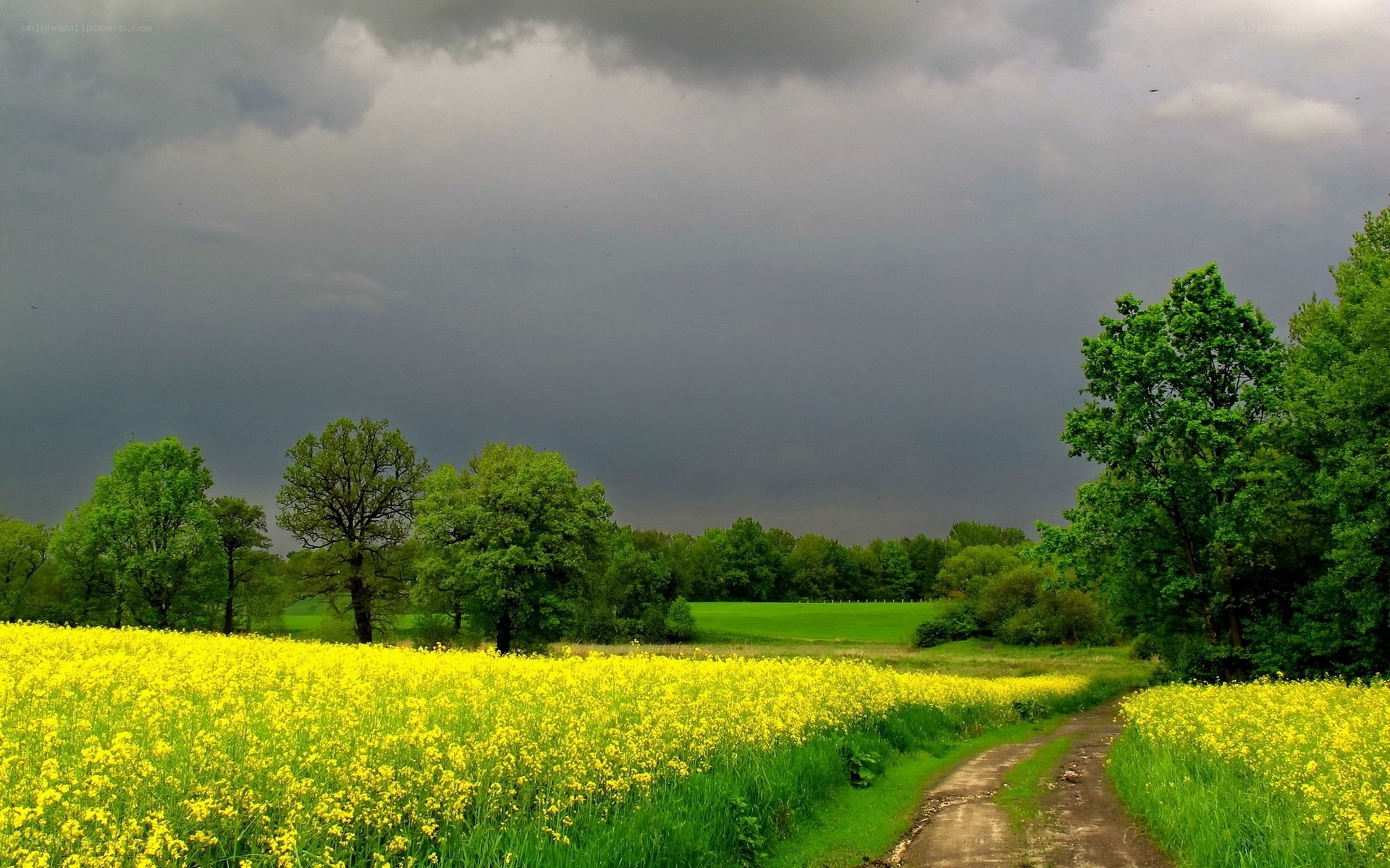 Stormy sky over yellow field