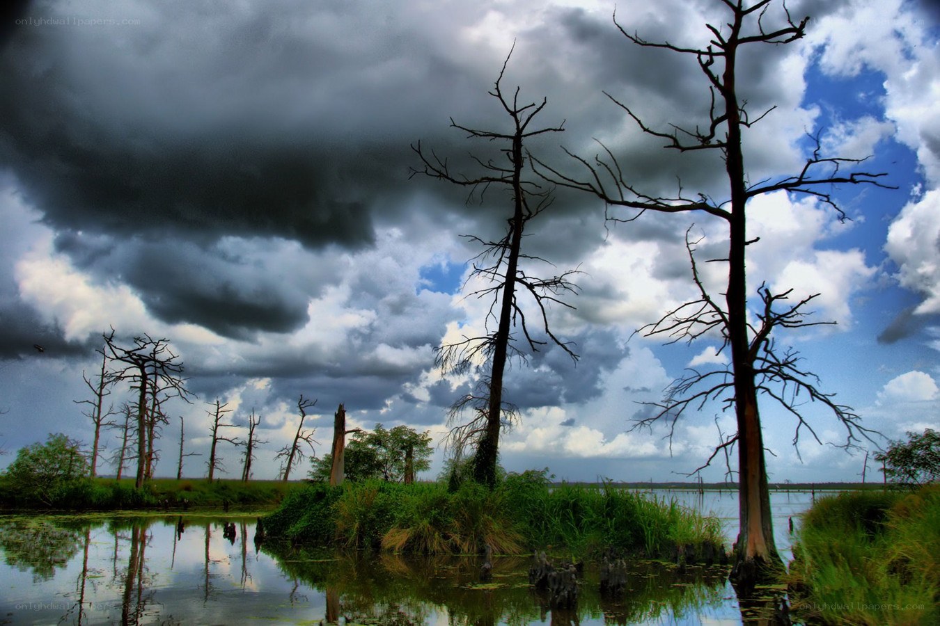 Stormy swamp with dead trees