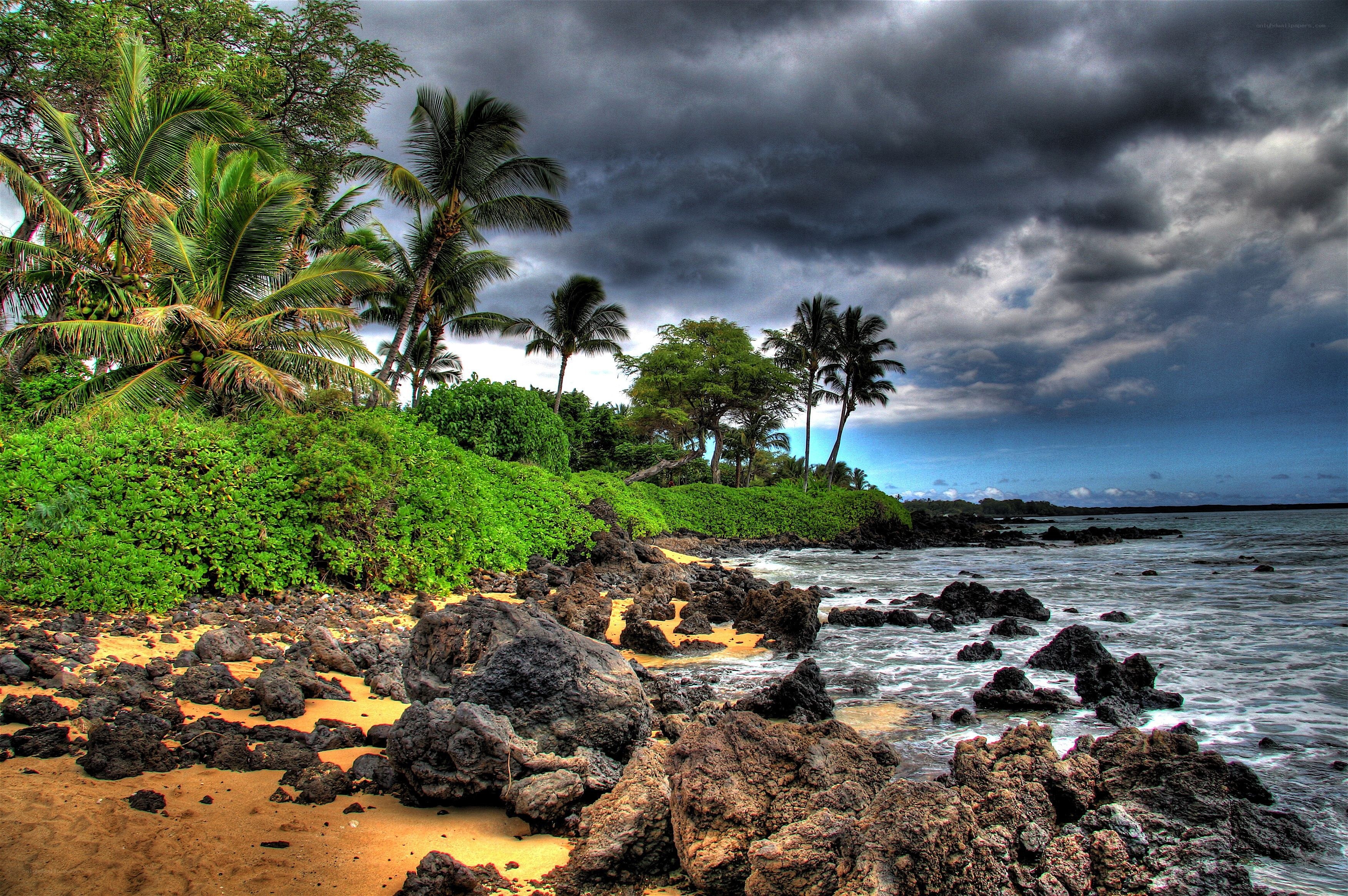 Stormy tropical beach with palm trees