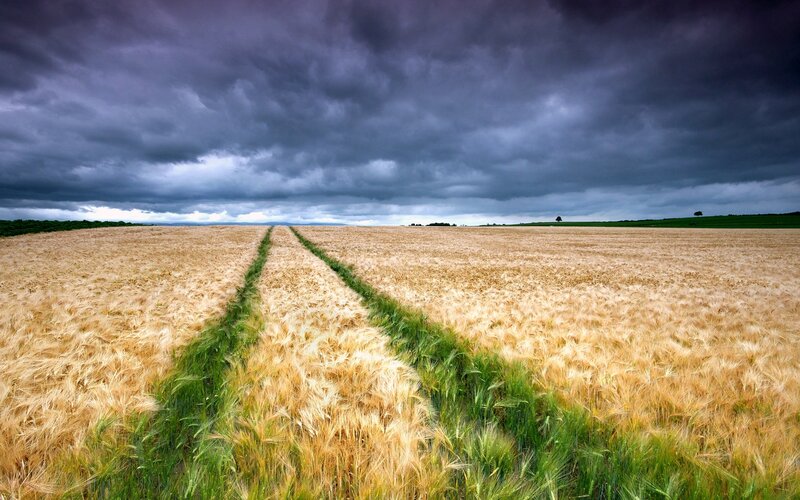 Stormy wheat field