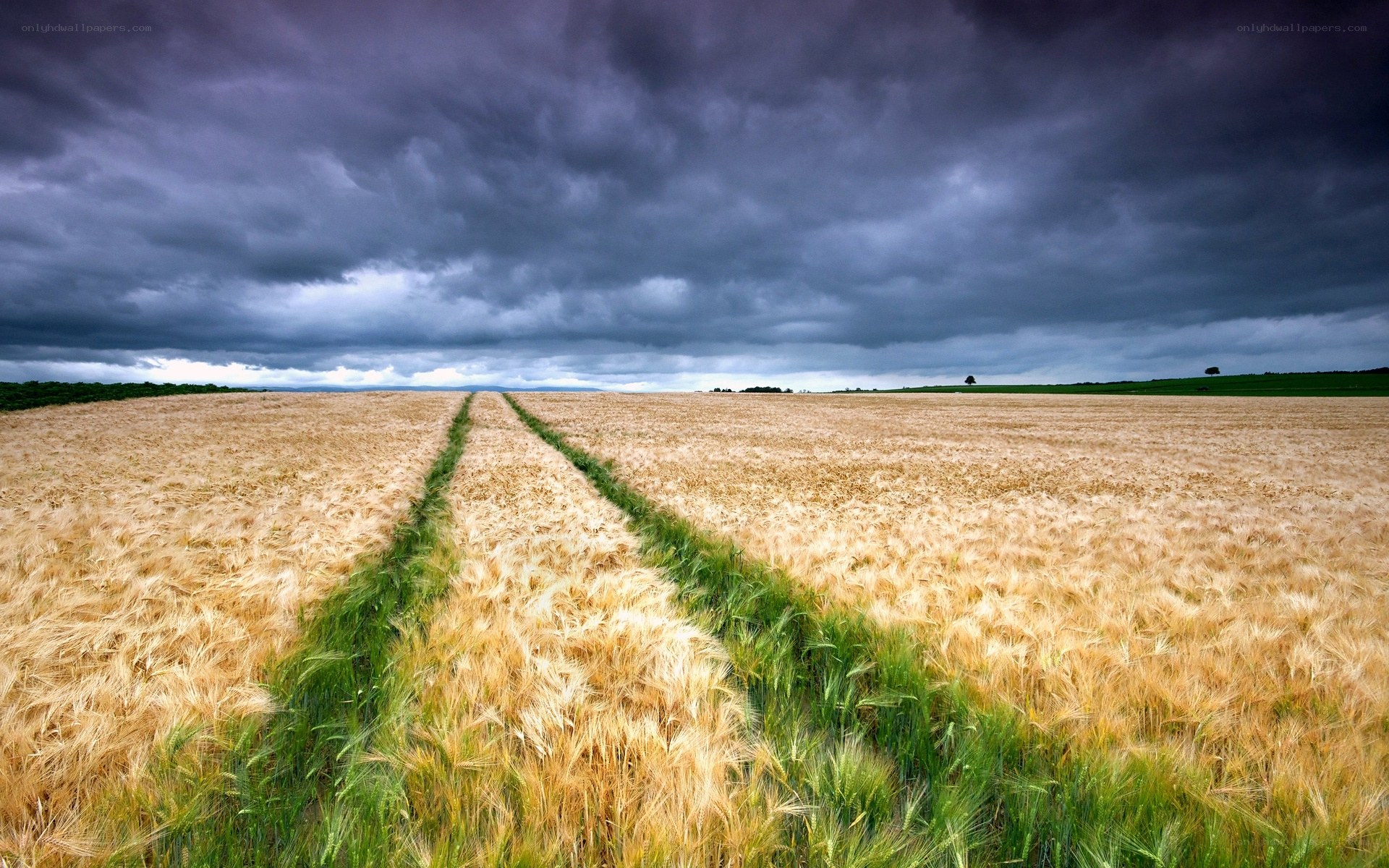 Stormy wheat field
