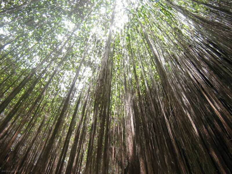 Strangler Fig Tree Canopy