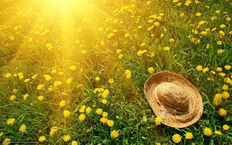 Straw hat in dandelion field