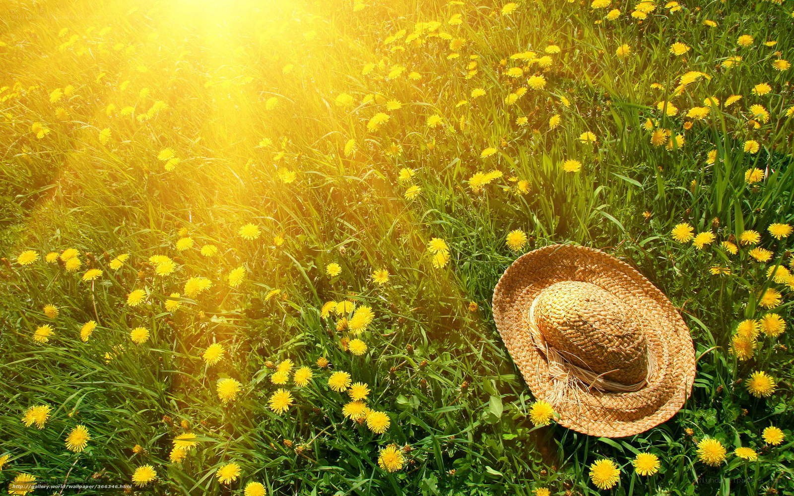 Straw hat in dandelion field