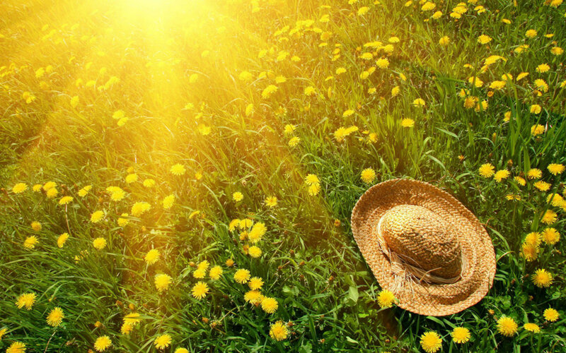 Straw Hat in Field — Yellow, Serene, Afternoon