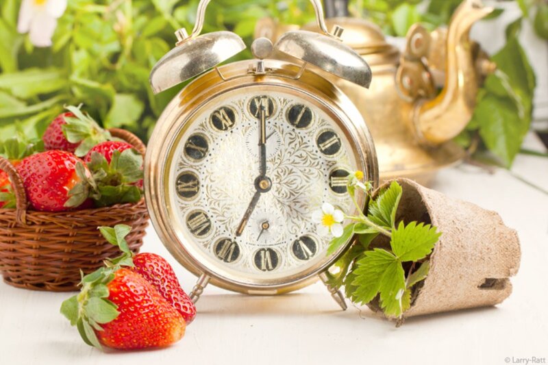 Strawberries and Alarm Clock