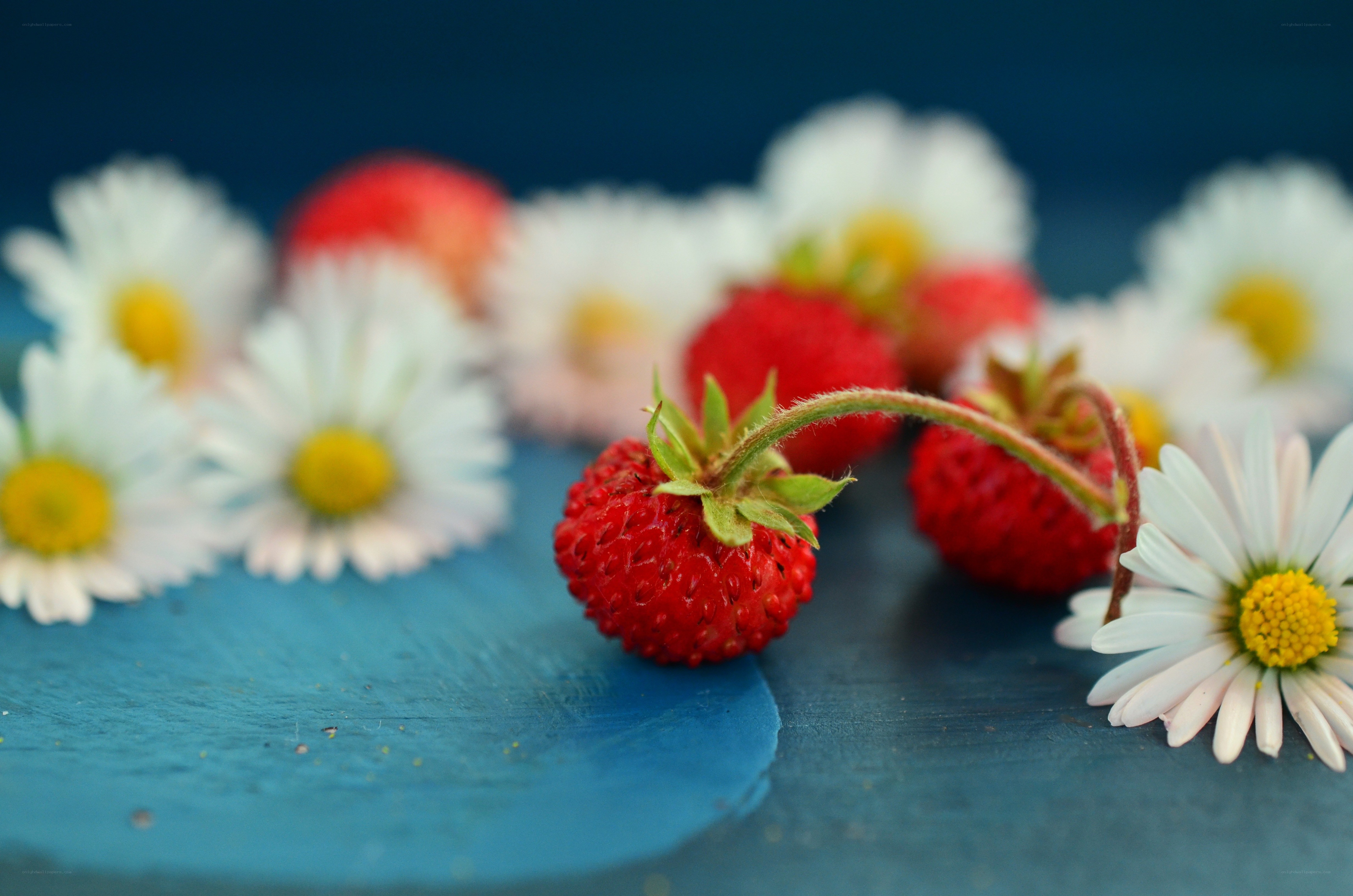 strawberries and daisies