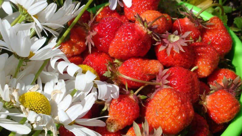strawberries and daisies in a bowl