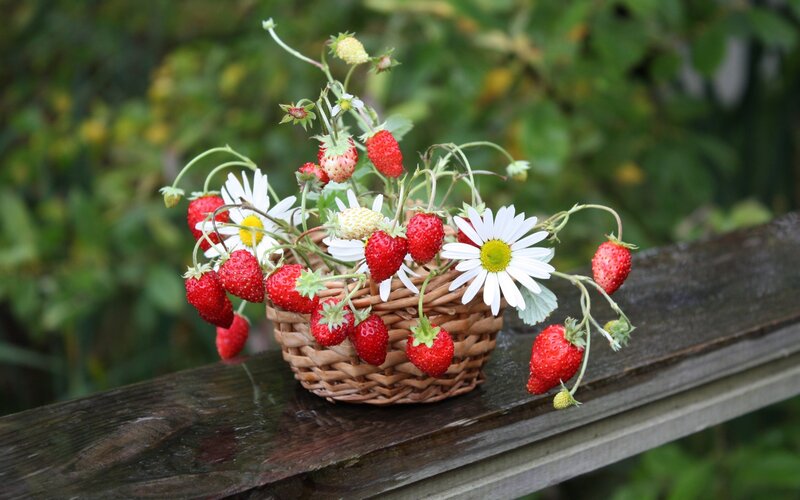 Strawberries and Daisies in Basket