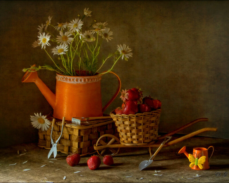 Strawberries and Daisies — Orange