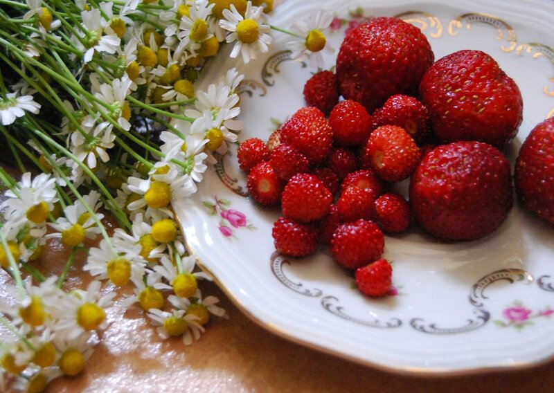 Strawberries and Daisies — Red, Calm, Summer